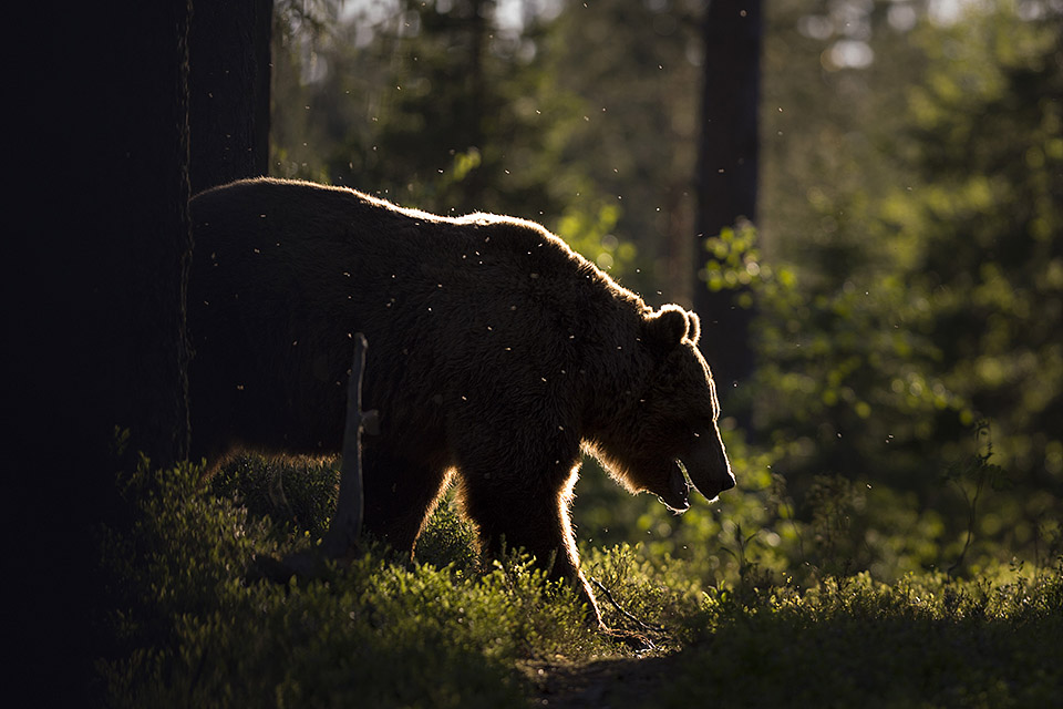 Brown Bear